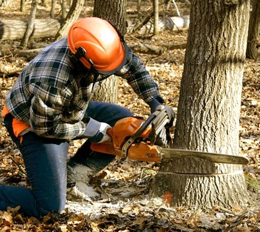 Tree Removal in Altamahaw, NC